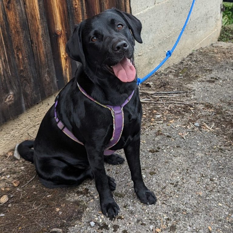 Labrador angeleint wartend